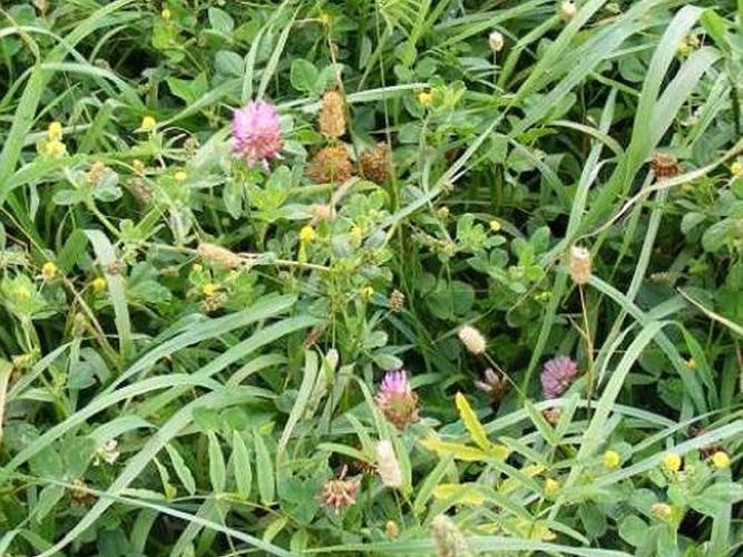 Copy of Legume Fallow Mixture with Grass - 2 Year (AB15, NUM2, NUM3)